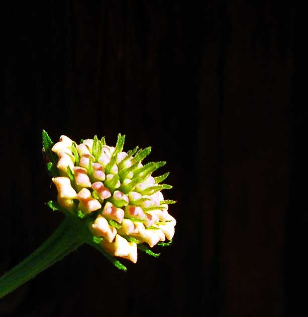 "Floral Popcorn"