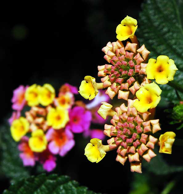 "Floral Popcorn"