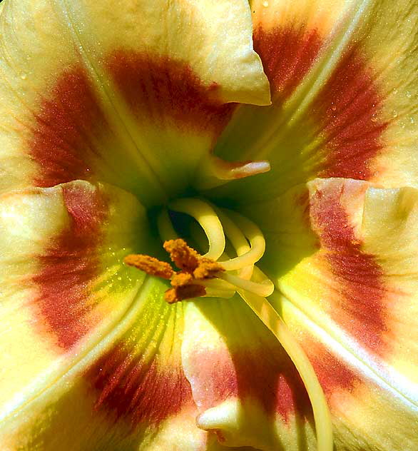 October Daylily