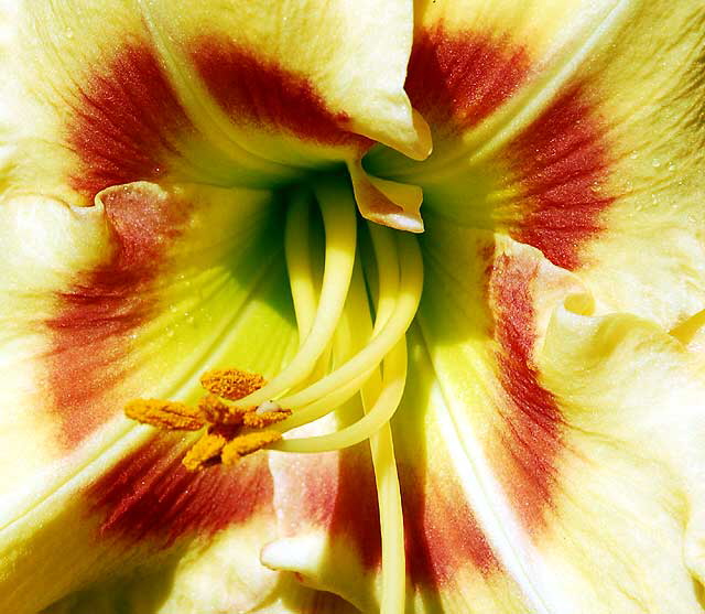 October Daylily