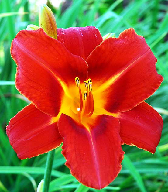 October Daylily