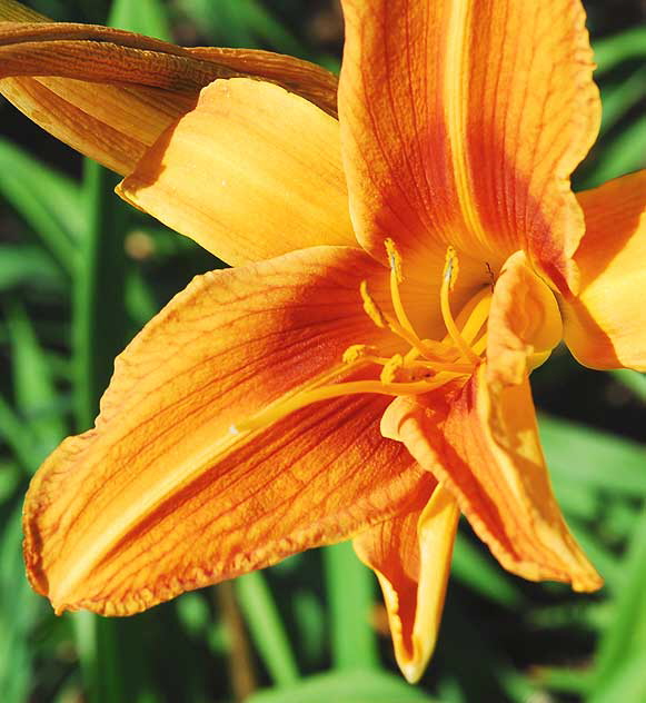 October Daylily