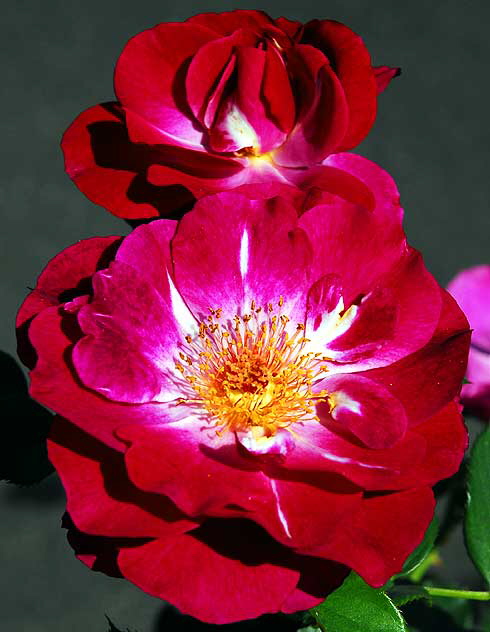 Two Red and White Roses, with Sunburst Center
