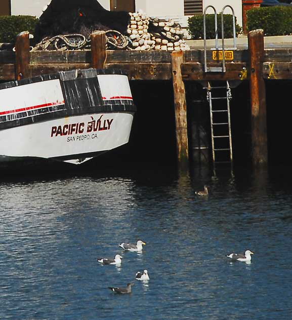 The commercial fishing fleet docks in San Pedro