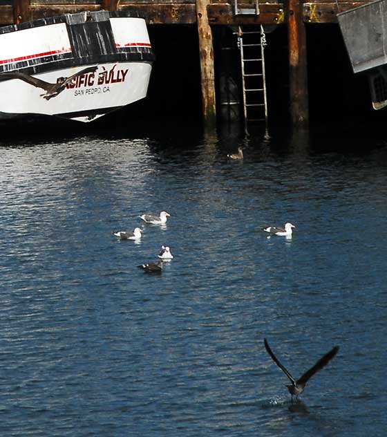 The commercial fishing fleet docks in San Pedro