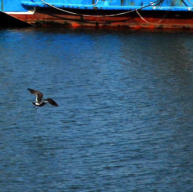 The commercial fishing fleet docks in San Pedro