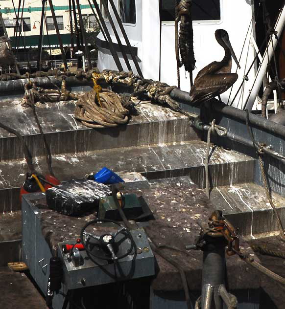 The commercial fishing fleet docks in San Pedro