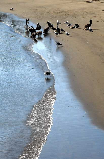 Birds - The scene at Cabrillo State Beach in San Pedro, Wednesday, October 28, 2009