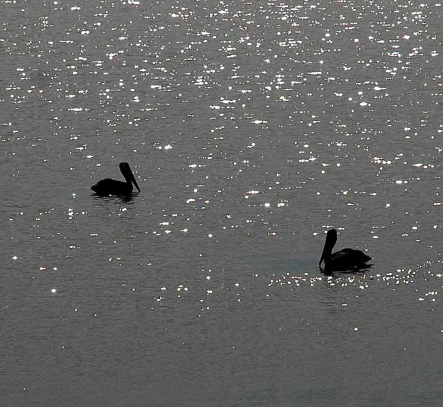 Birds - The scene at Cabrillo State Beach in San Pedro, Wednesday, October 28, 2009