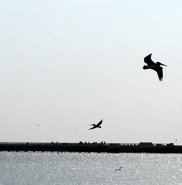 Birds - The scene at Cabrillo State Beach in San Pedro, Wednesday, October 28, 2009