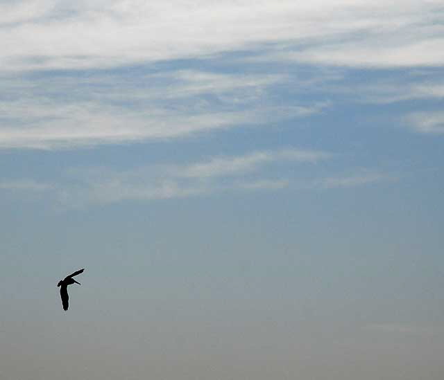 Birds - The scene at Cabrillo State Beach in San Pedro, Wednesday, October 28, 2009