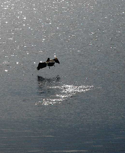 Birds - The scene at Cabrillo State Beach in San Pedro, Wednesday, October 28, 2009