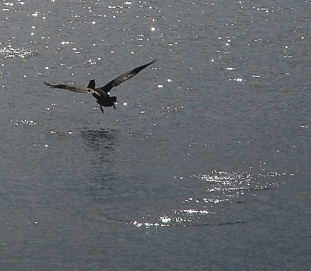 Birds - The scene at Cabrillo State Beach in San Pedro, Wednesday, October 28, 2009