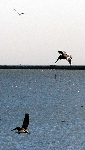 Birds - The scene at Cabrillo State Beach in San Pedro, Wednesday, October 28, 2009