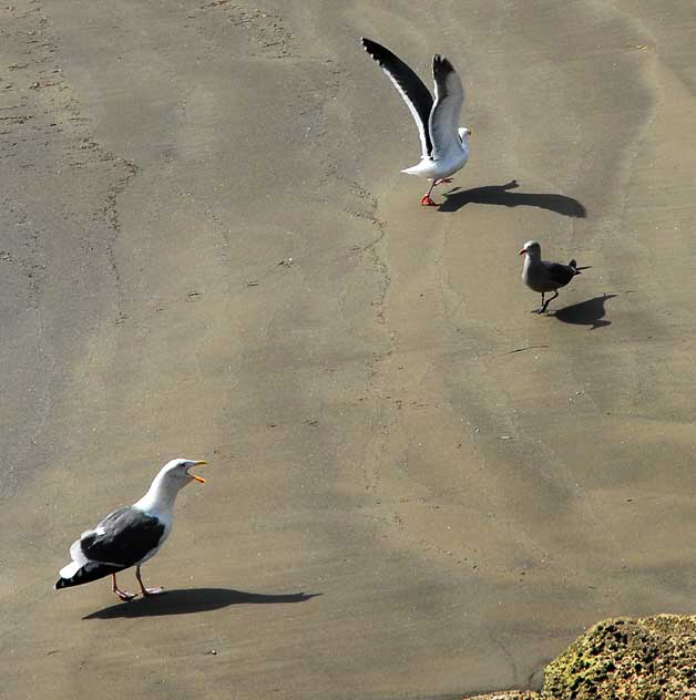 Birds - The scene at Cabrillo State Beach in San Pedro, Wednesday, October 28, 2009