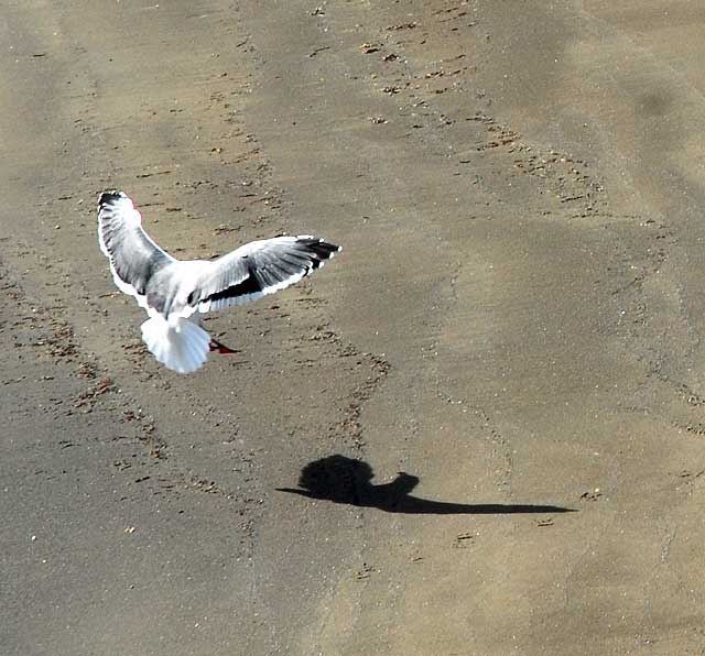 Birds - The scene at Cabrillo State Beach in San Pedro, Wednesday, October 28, 2009