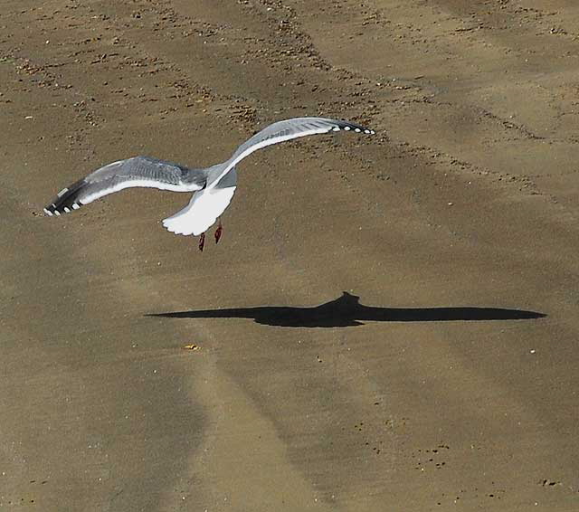 Birds - The scene at Cabrillo State Beach in San Pedro, Wednesday, October 28, 2009