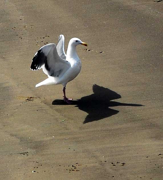 Birds - The scene at Cabrillo State Beach in San Pedro, Wednesday, October 28, 2009