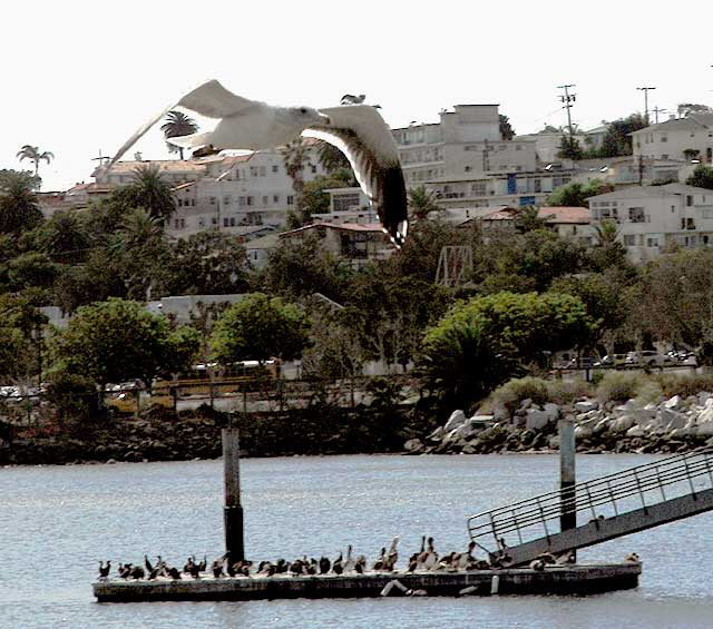 Birds - The scene at Cabrillo State Beach in San Pedro, Wednesday, October 28, 2009