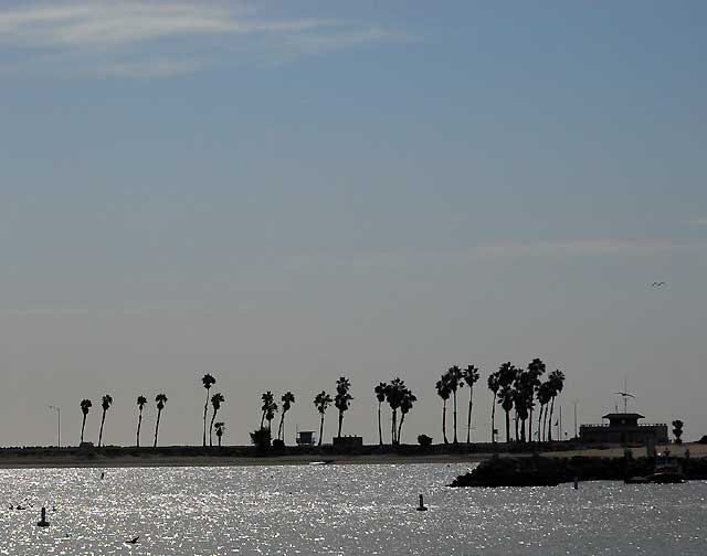 Birds - The scene at Cabrillo State Beach in San Pedro, Wednesday, October 28, 2009