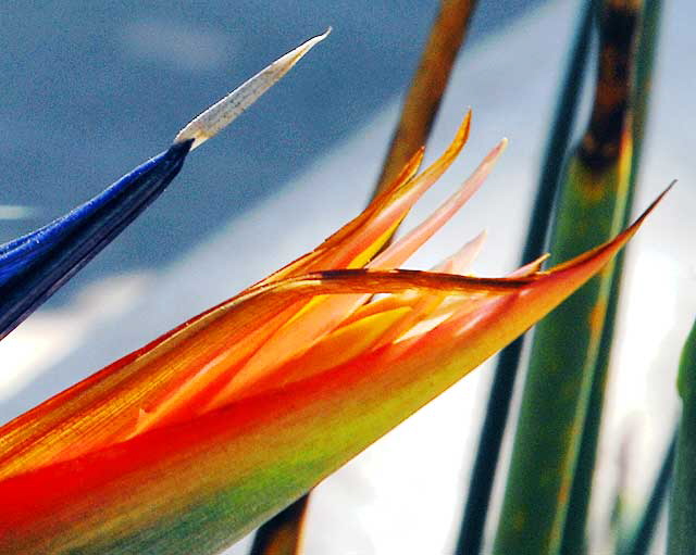 Strelitzia reginae (Bird of Paradise) 