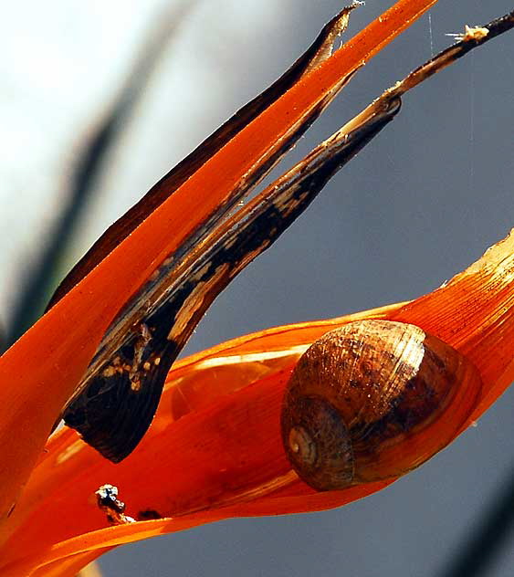 Strelitzia reginae (Bird of Paradise) and snail 