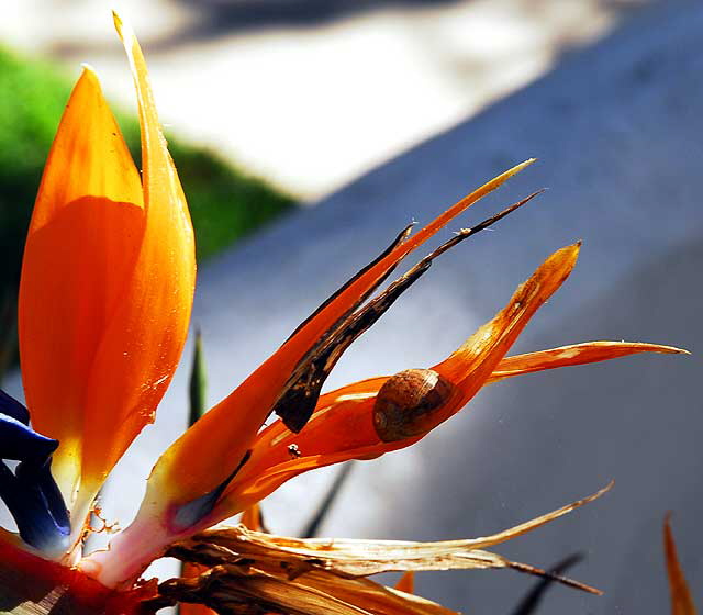 Strelitzia reginae (Bird of Paradise) and snail 