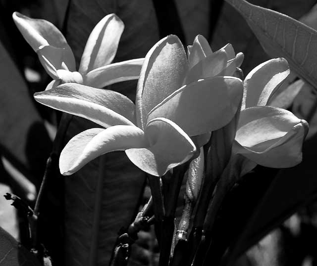 Red Flowers in Black-and-White