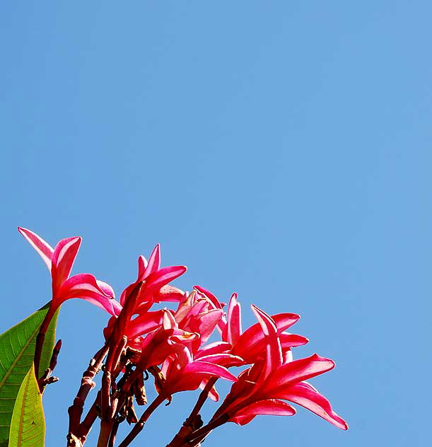 Red Flowers, Blue Sky