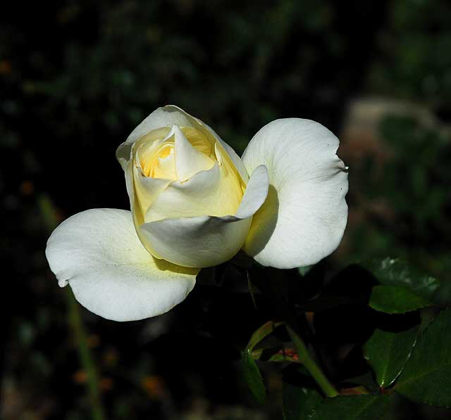 Rose, Beverly Hills, California, Saturday, October 31, 2009