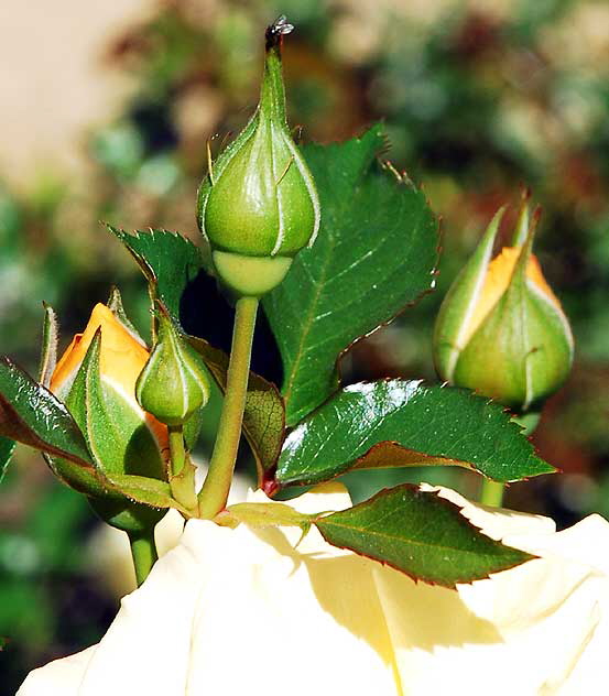 Rosebuds, tiny fly