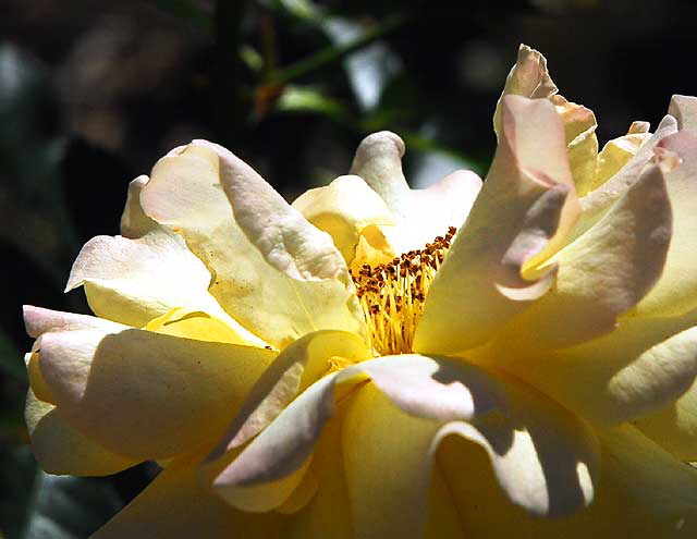 Rose, Beverly Hills, California, Saturday, October 31, 2009