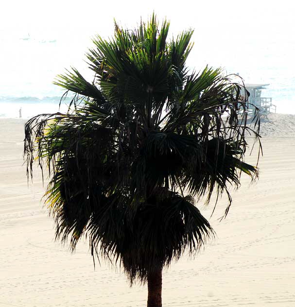Santa Monica Palm