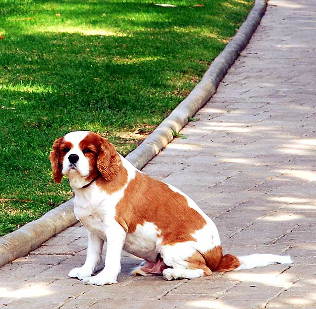 Old Dog, Will Rogers Memorial Park, Sunset Boulevard at Rodeo Drive, Beverly Hills 