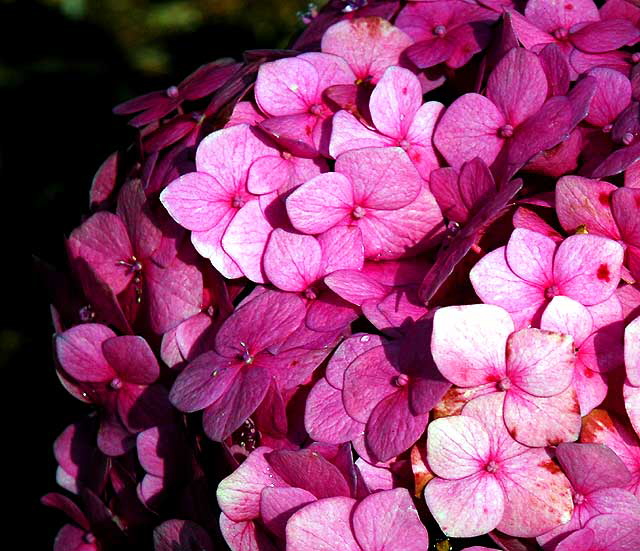 Hydrangea macrophylla