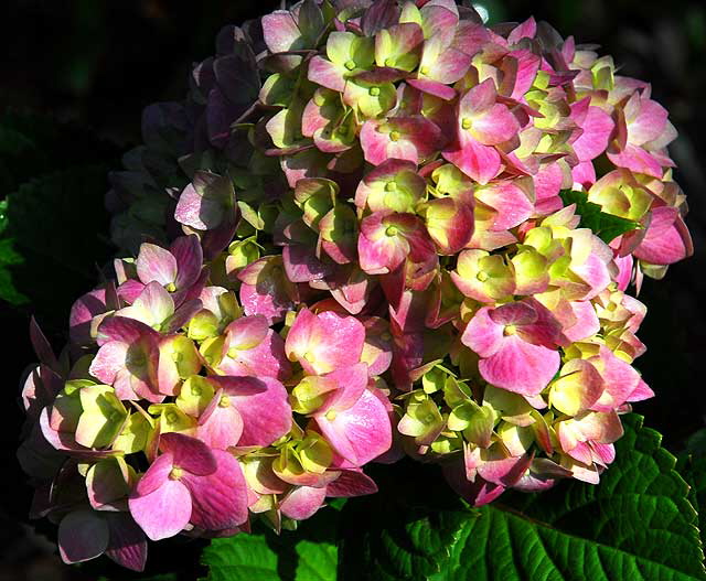 Hydrangea macrophylla