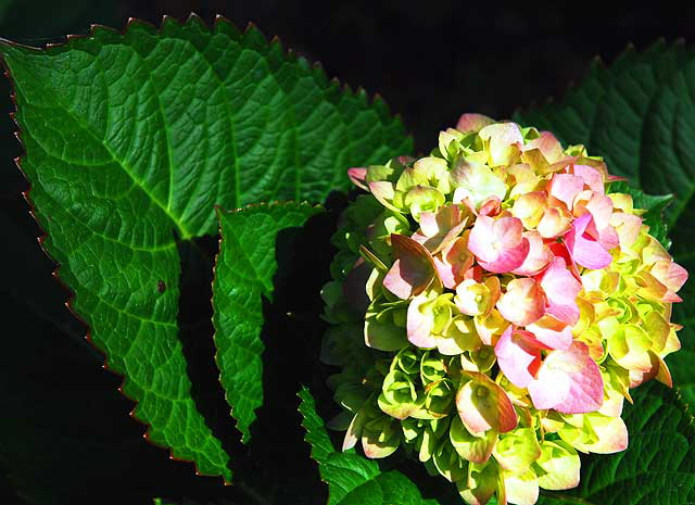 Hydrangea macrophylla