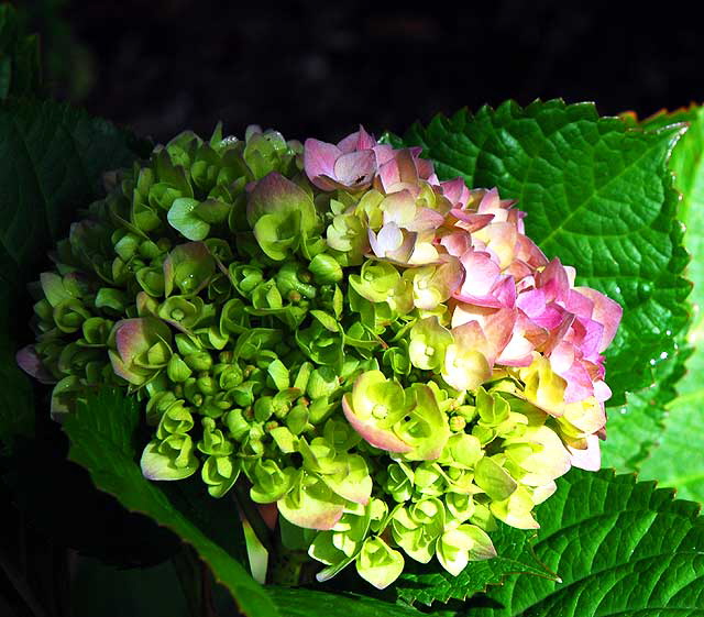 Hydrangea macrophylla