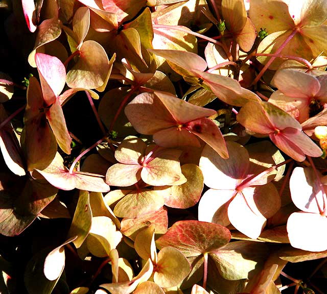 Hydrangea macrophylla