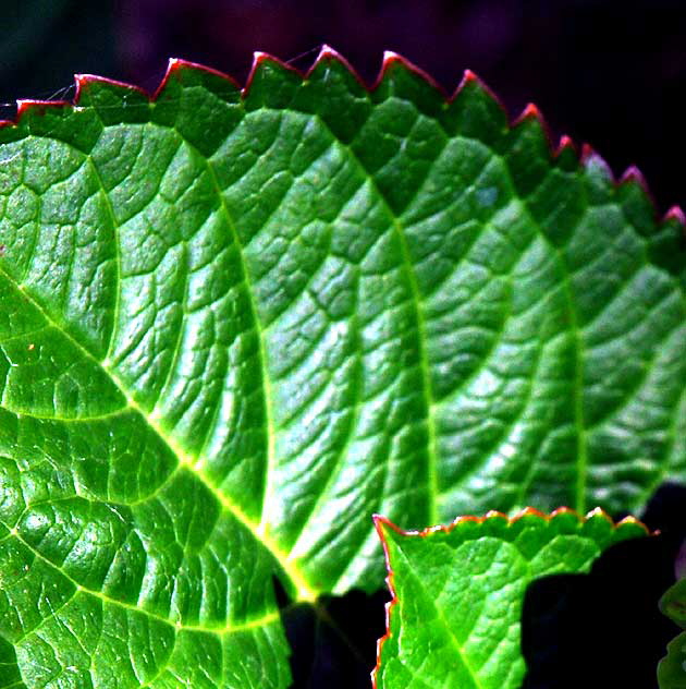 Hydrangea macrophylla