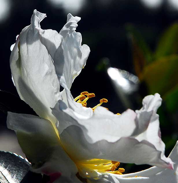 Botanical lighting study, Will Rogers Memorial Park, Sunset Boulevard at Rodeo Drive, Beverly Hills - noon, Saturday, November 7, 2009