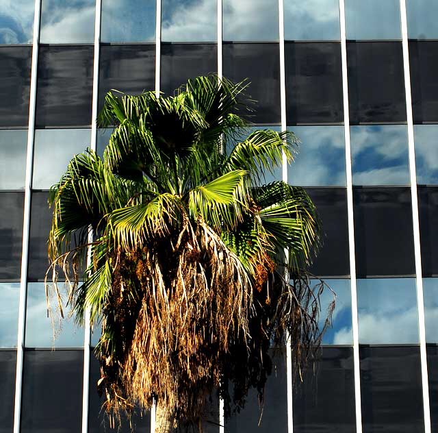 Palm, Glass Curtain Wall, Sunset and Vine