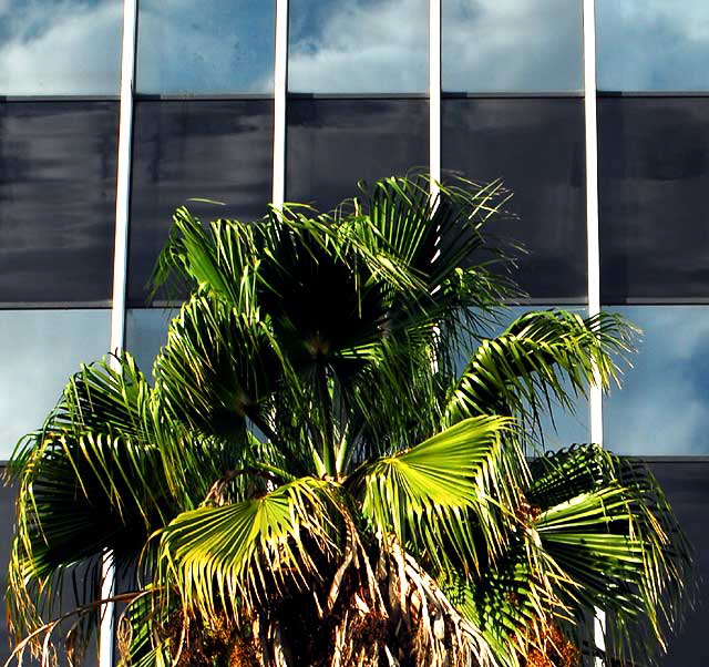 Palm, Glass Curtain Wall, Sunset and Vine