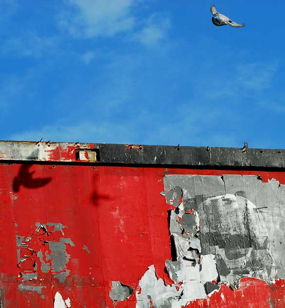 Blank billboard with pigeon, above Morgan Cameras, Sunset Boulevard just east of Vine Street