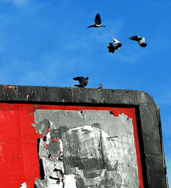 Blank billboard with pigeons, above Morgan Cameras, Sunset Boulevard just east of Vine Street