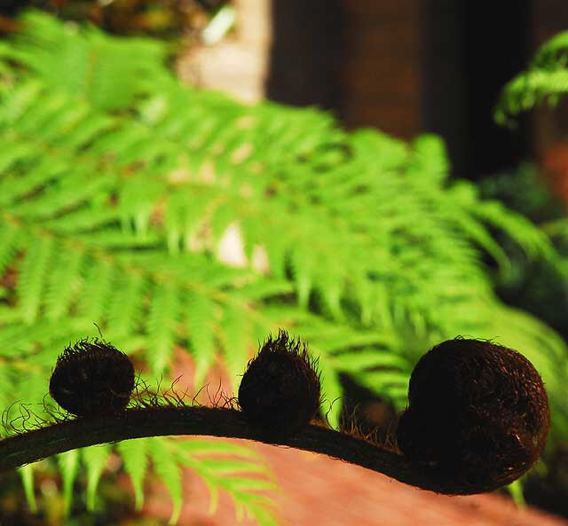 Australian Tree Fern 