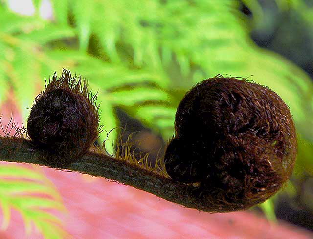 Australian Tree Fern 