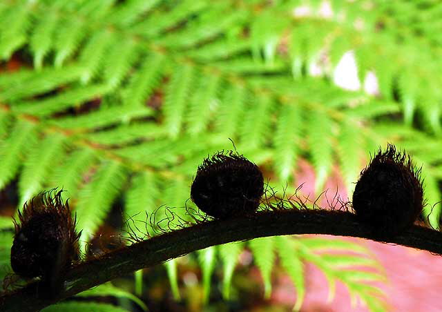 Australian Tree Fern 