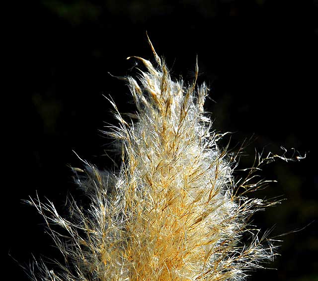 Pampas Grass