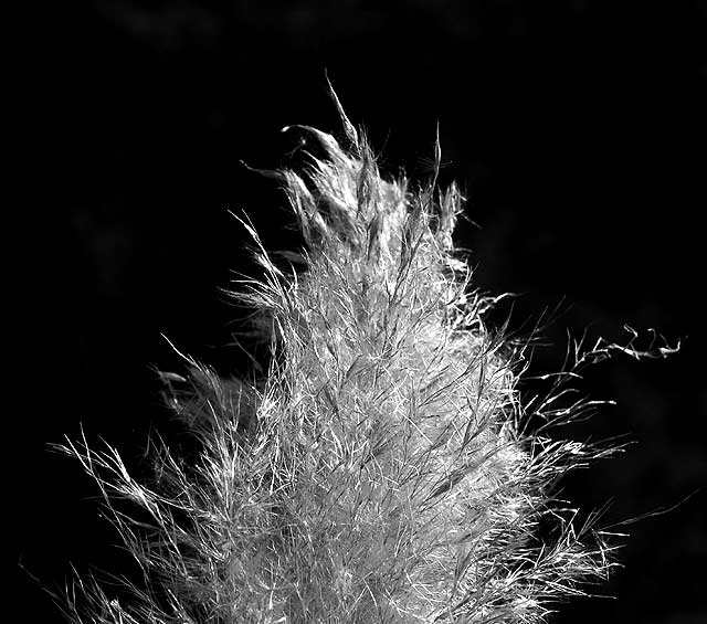 Pampas Grass